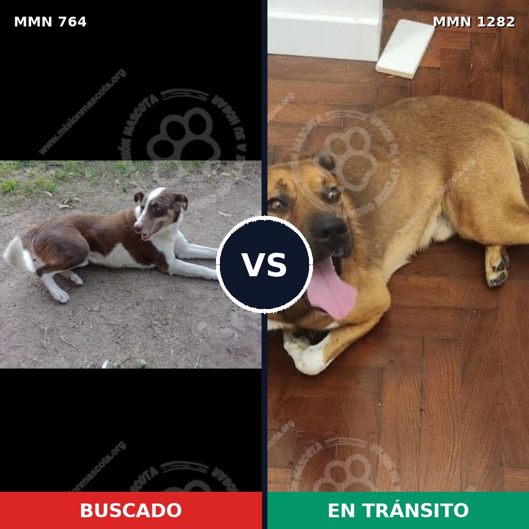 Comparativa MMS 21274: mascota perdida y mascota encontrada, 48% de similitud