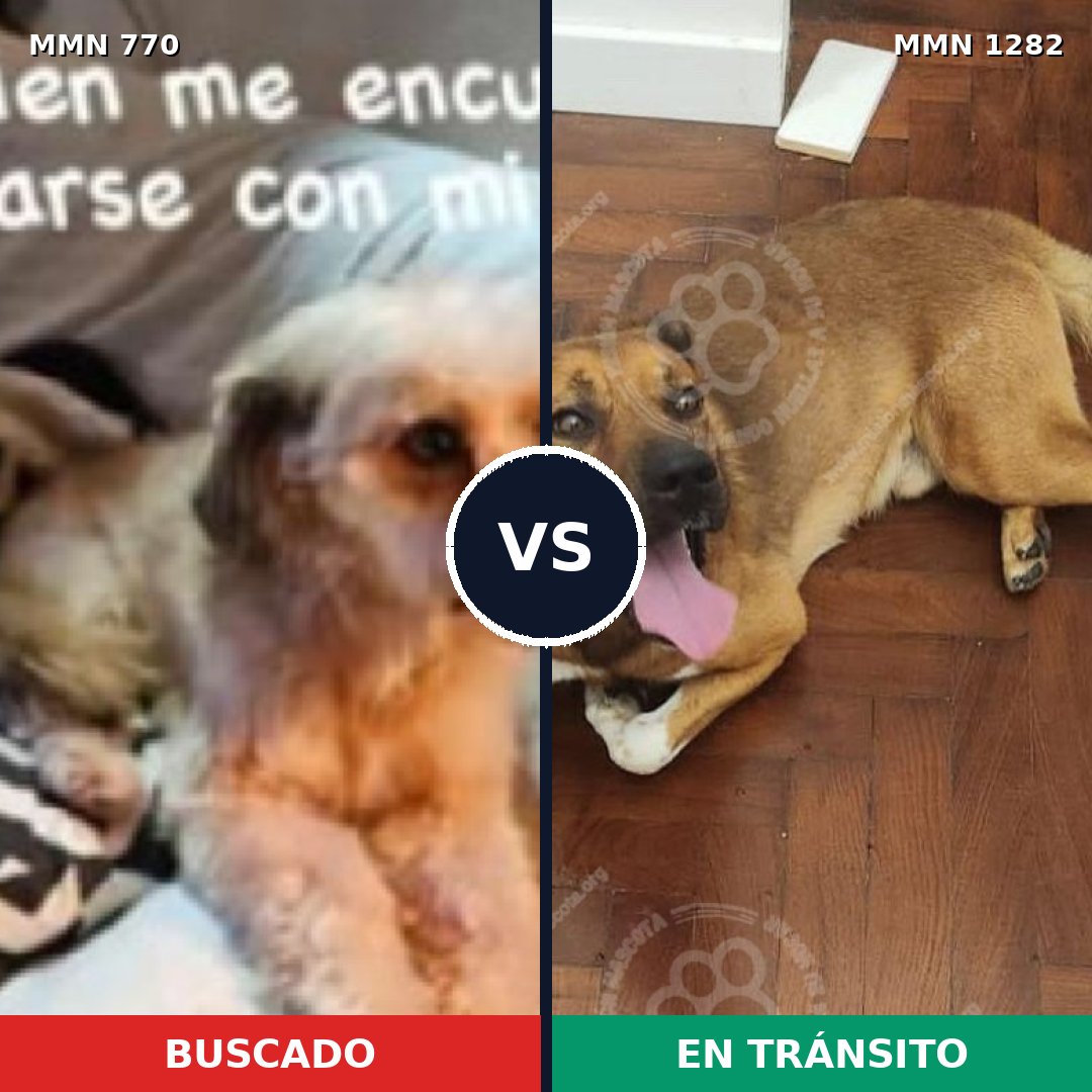Comparativa MMS 21277: mascota perdida y mascota encontrada, 67% de similitud