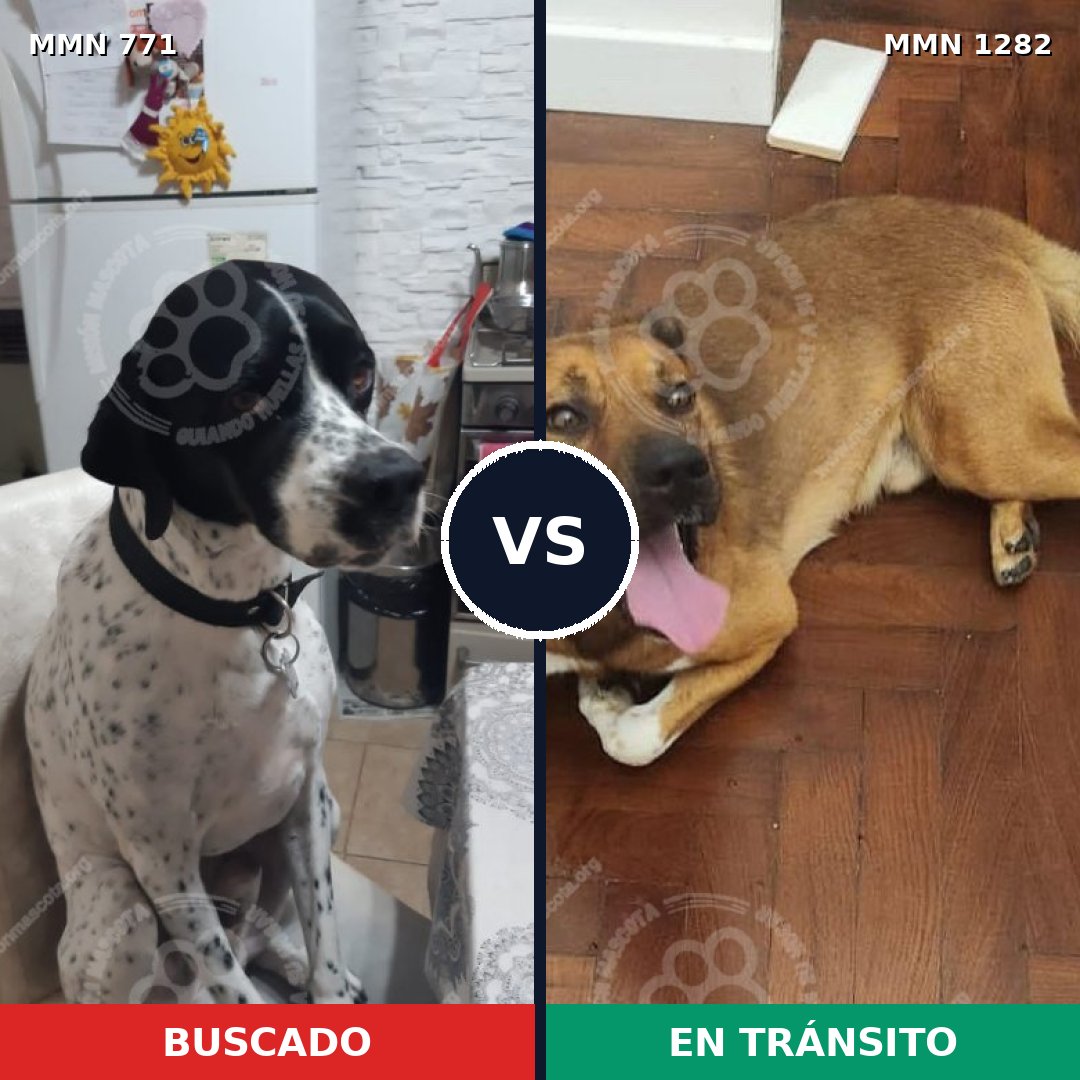 Comparativa MMS 21278: mascota perdida y mascota encontrada, 45% de similitud