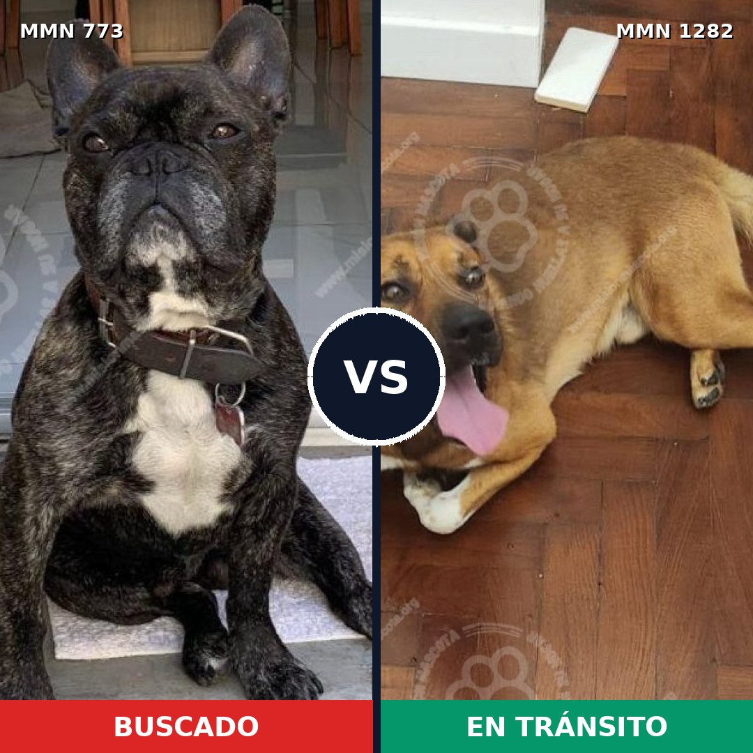 Comparativa MMS 21279: mascota perdida y mascota encontrada, 44% de similitud