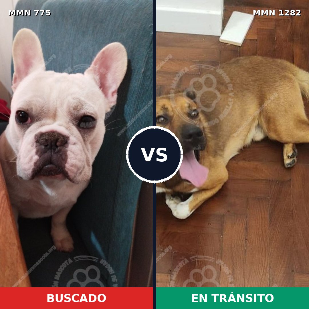 Comparativa MMS 21280: mascota perdida y mascota encontrada, 44% de similitud