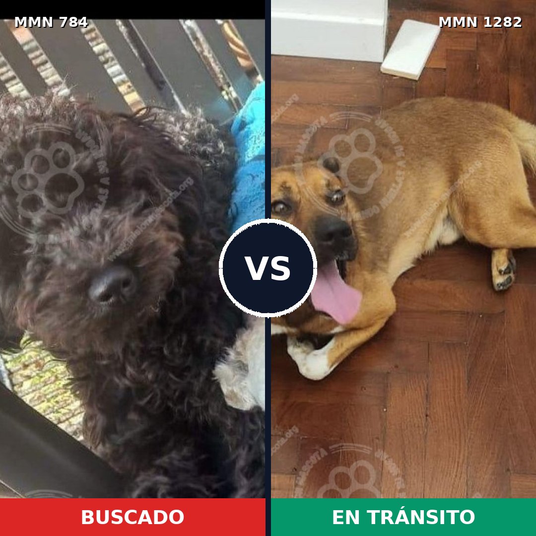 Comparativa MMS 21282: mascota perdida y mascota encontrada, 42% de similitud