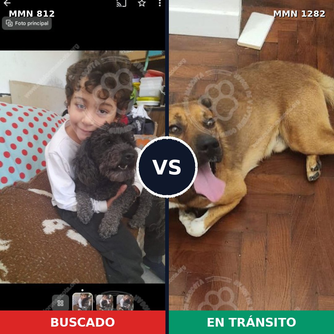 Comparativa MMS 21284: mascota perdida y mascota encontrada, 35% de similitud