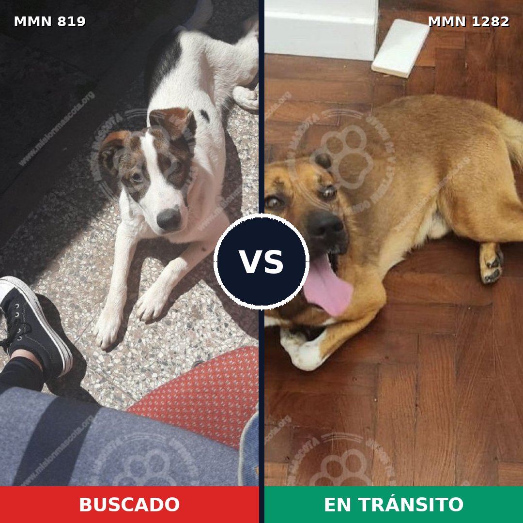 Comparativa MMS 21285: mascota perdida y mascota encontrada, 81% de similitud