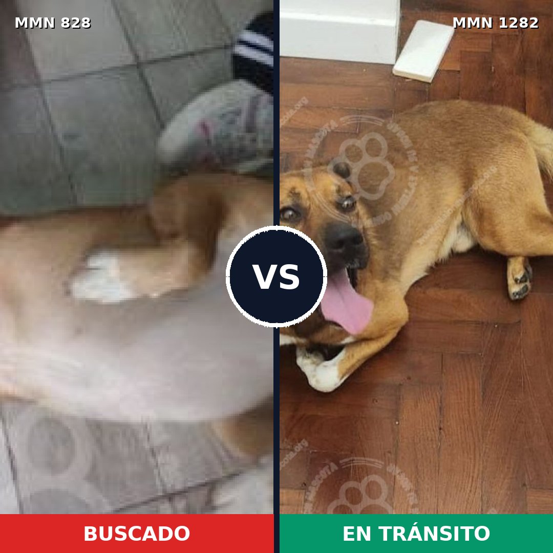 Comparativa MMS 21286: mascota perdida y mascota encontrada, 79% de similitud