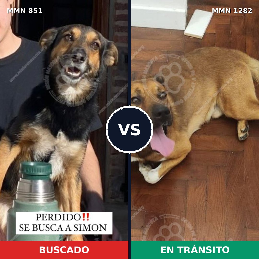Comparativa MMS 21288: mascota perdida y mascota encontrada, 81% de similitud