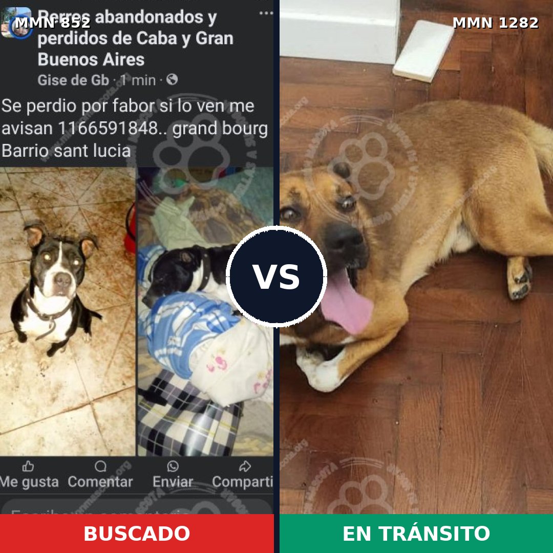 Comparativa MMS 21289: mascota perdida y mascota encontrada, 47% de similitud