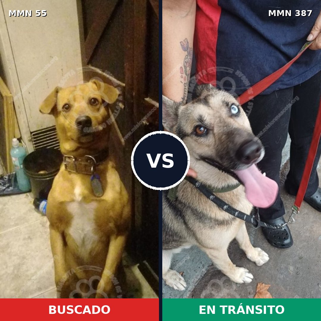 Comparativa MMS 2129: mascota perdida y mascota encontrada, 38% de similitud