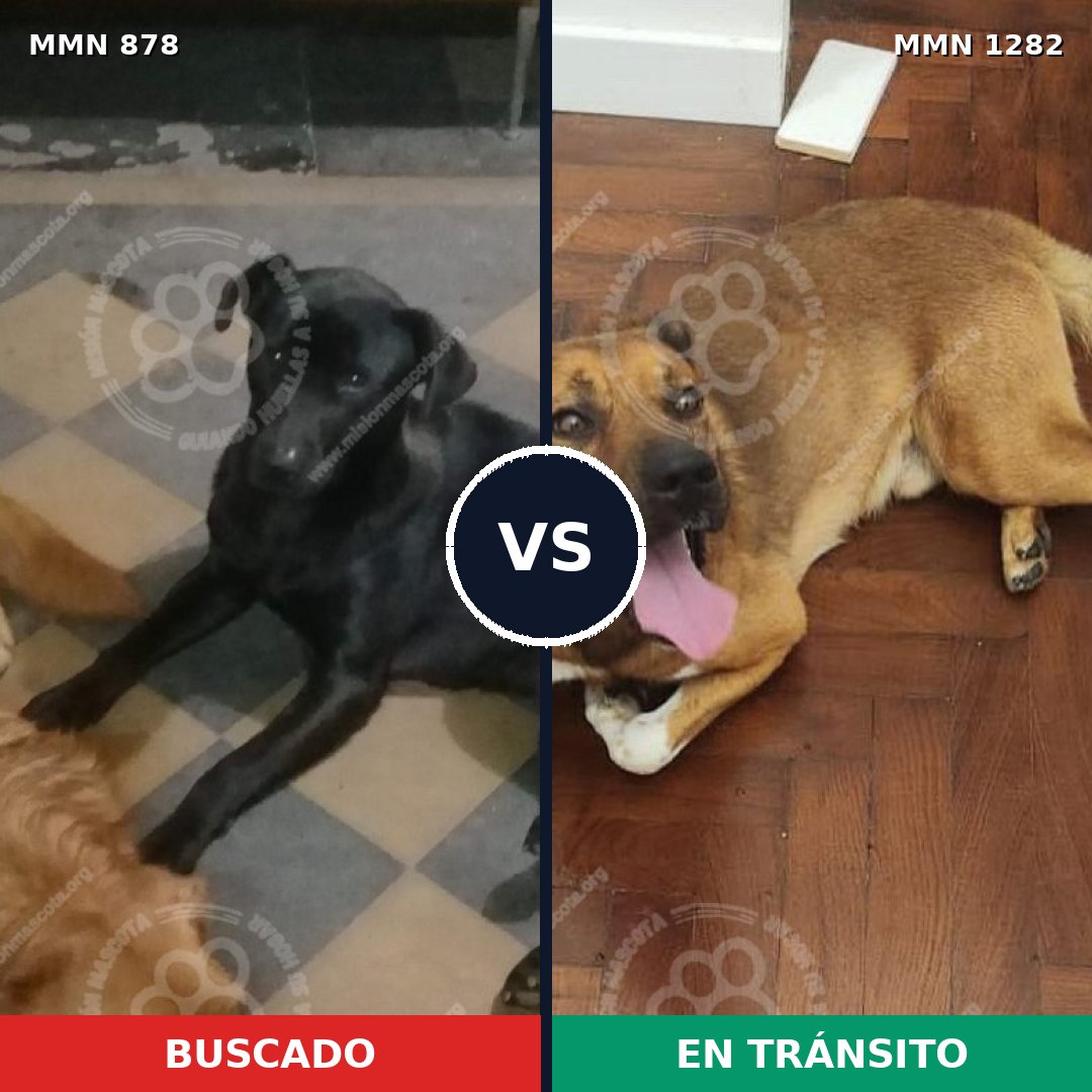 Comparativa MMS 21292: mascota perdida y mascota encontrada, 54% de similitud