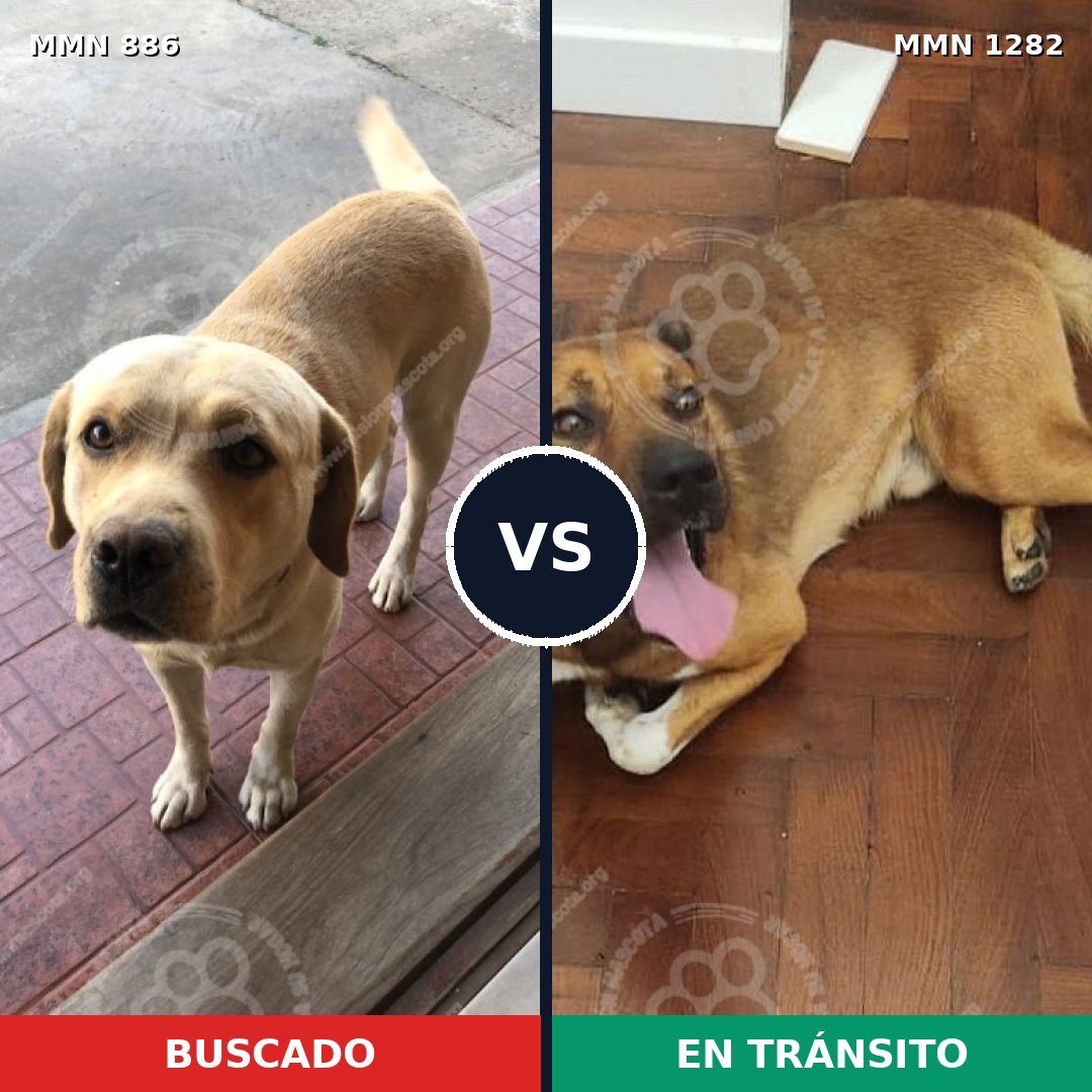 Comparativa MMS 21293: mascota perdida y mascota encontrada, 42% de similitud
