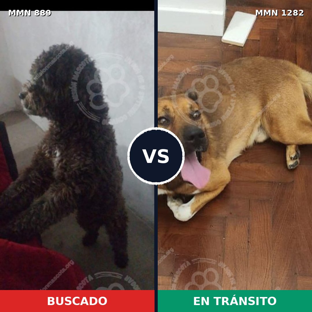 Comparativa MMS 21294: mascota perdida y mascota encontrada, 42% de similitud