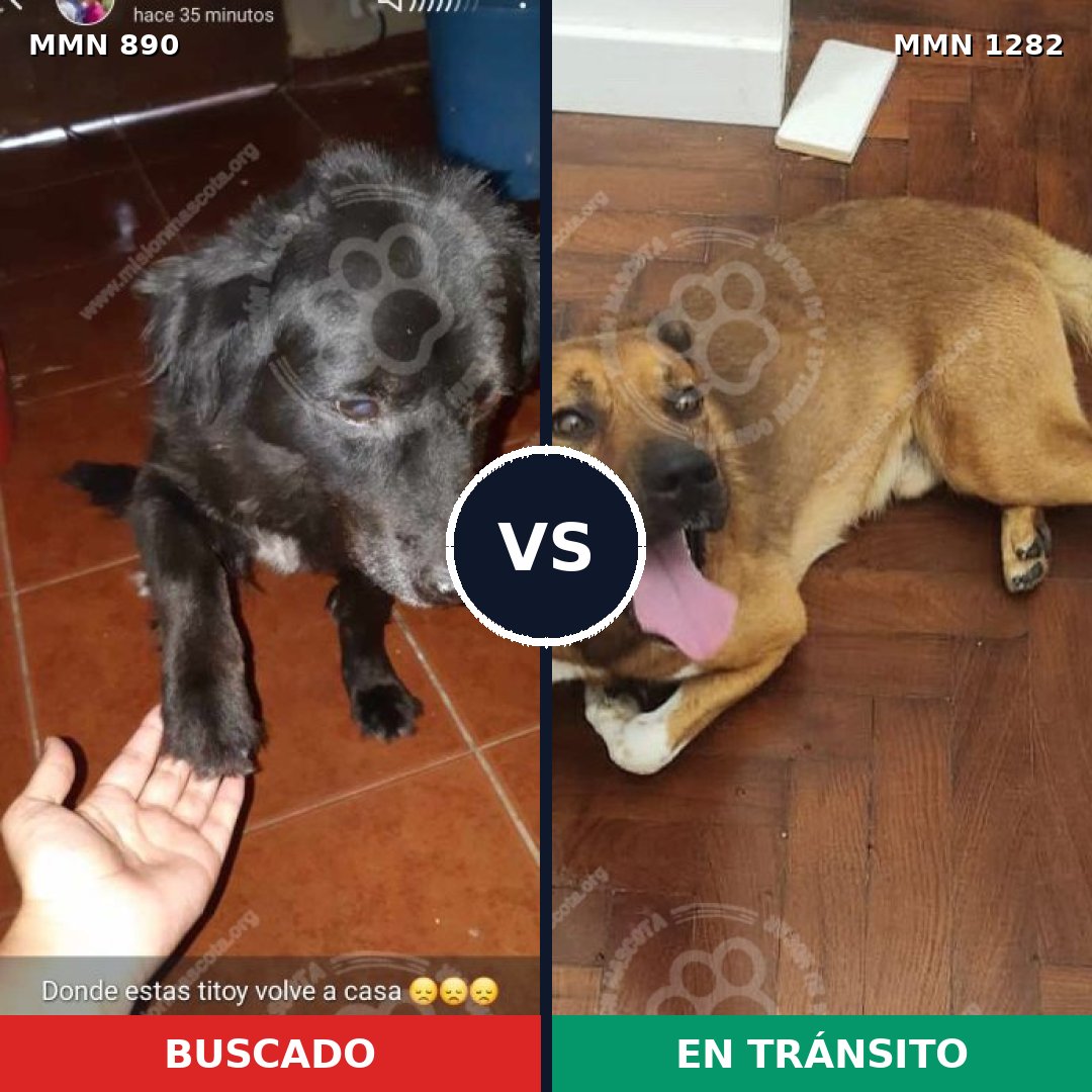 Comparativa MMS 21295: mascota perdida y mascota encontrada, 45% de similitud