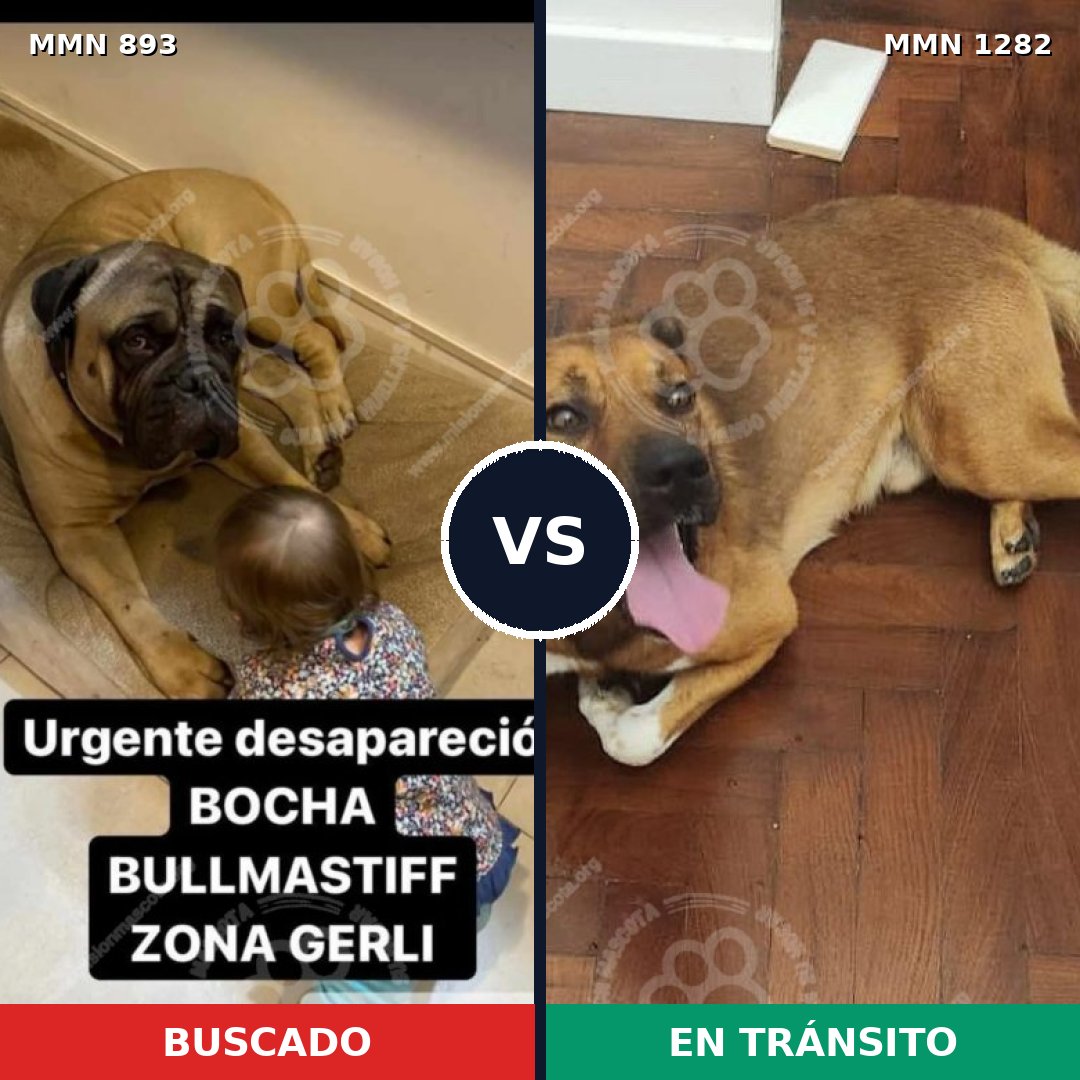 Comparativa MMS 21296: mascota perdida y mascota encontrada, 28% de similitud