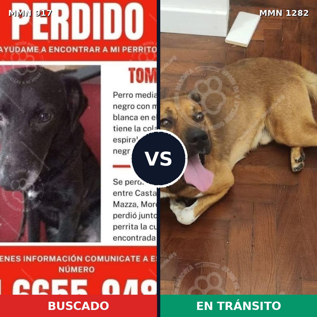 Comparativa MMS 21299: mascota perdida y mascota encontrada, 54% de similitud