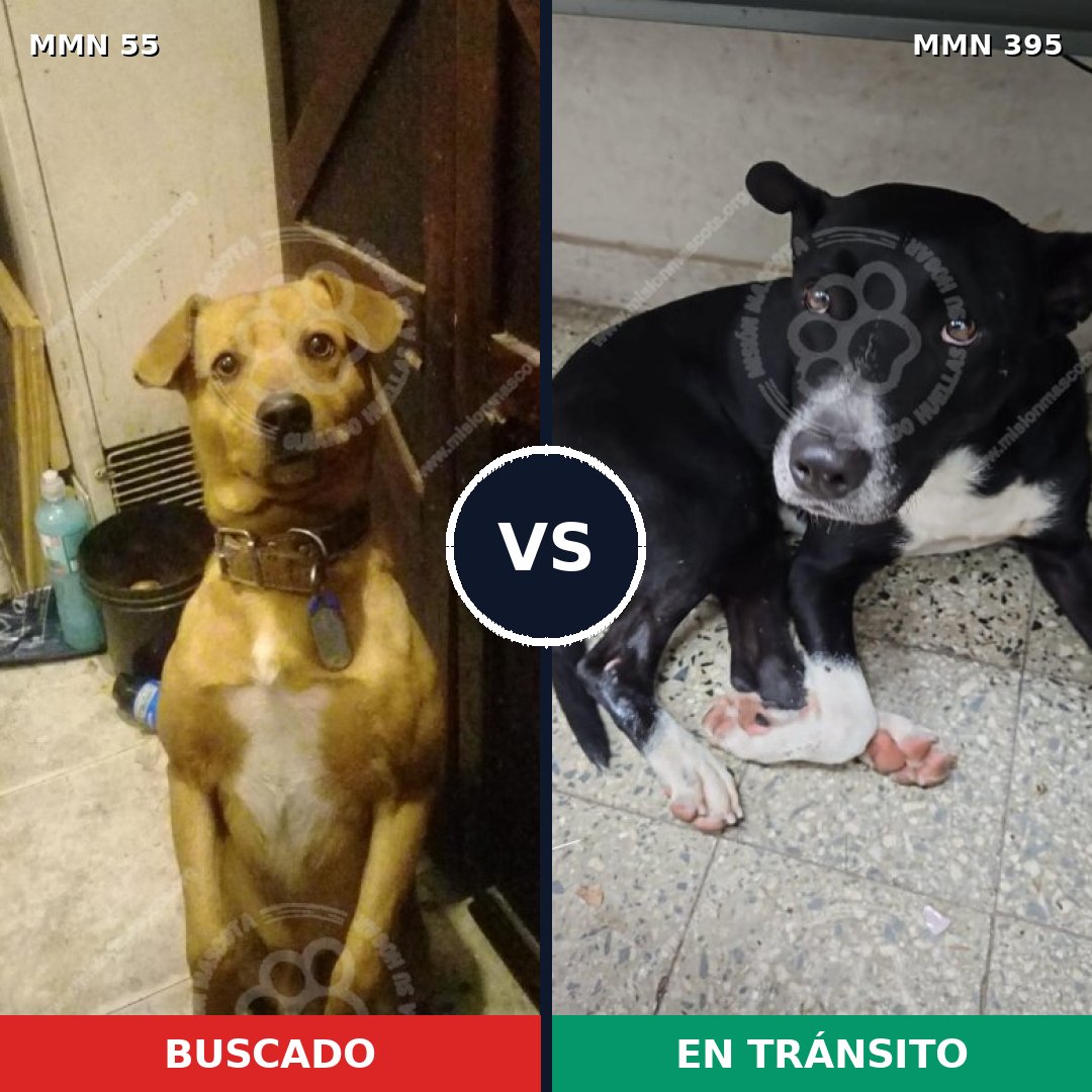 Comparativa MMS 2130: mascota perdida y mascota encontrada, 78% de similitud