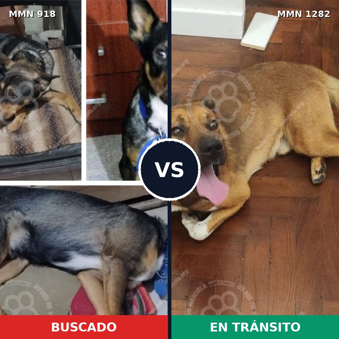 Comparativa MMS 21300: mascota perdida y mascota encontrada, 42% de similitud