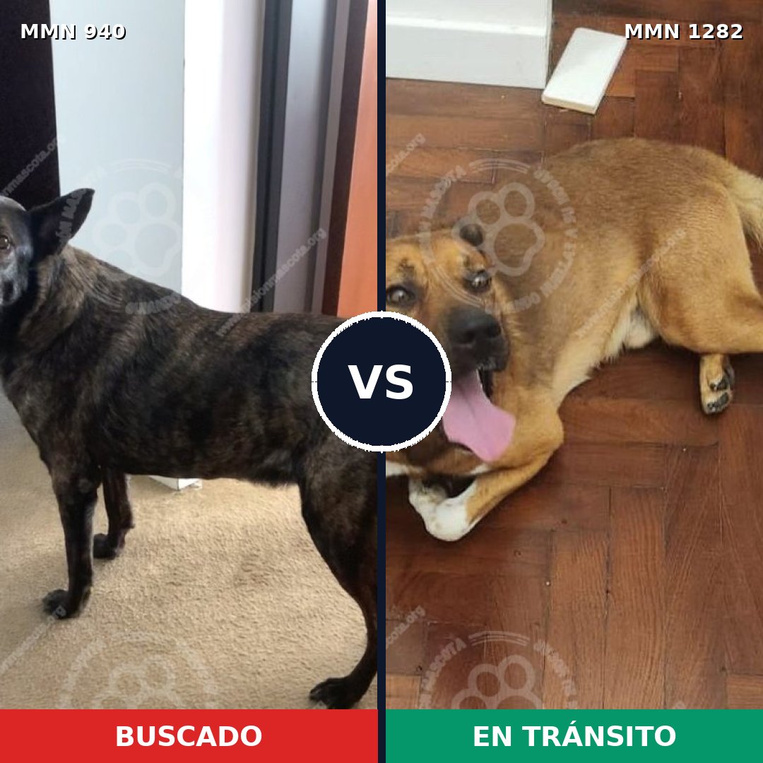 Comparativa MMS 21302: mascota perdida y mascota encontrada, 50% de similitud