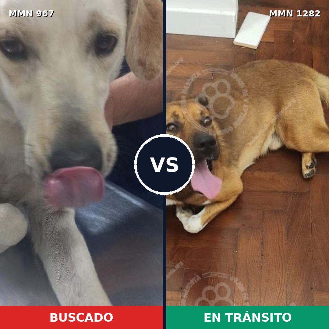 Comparativa MMS 21305: mascota perdida y mascota encontrada, 67% de similitud