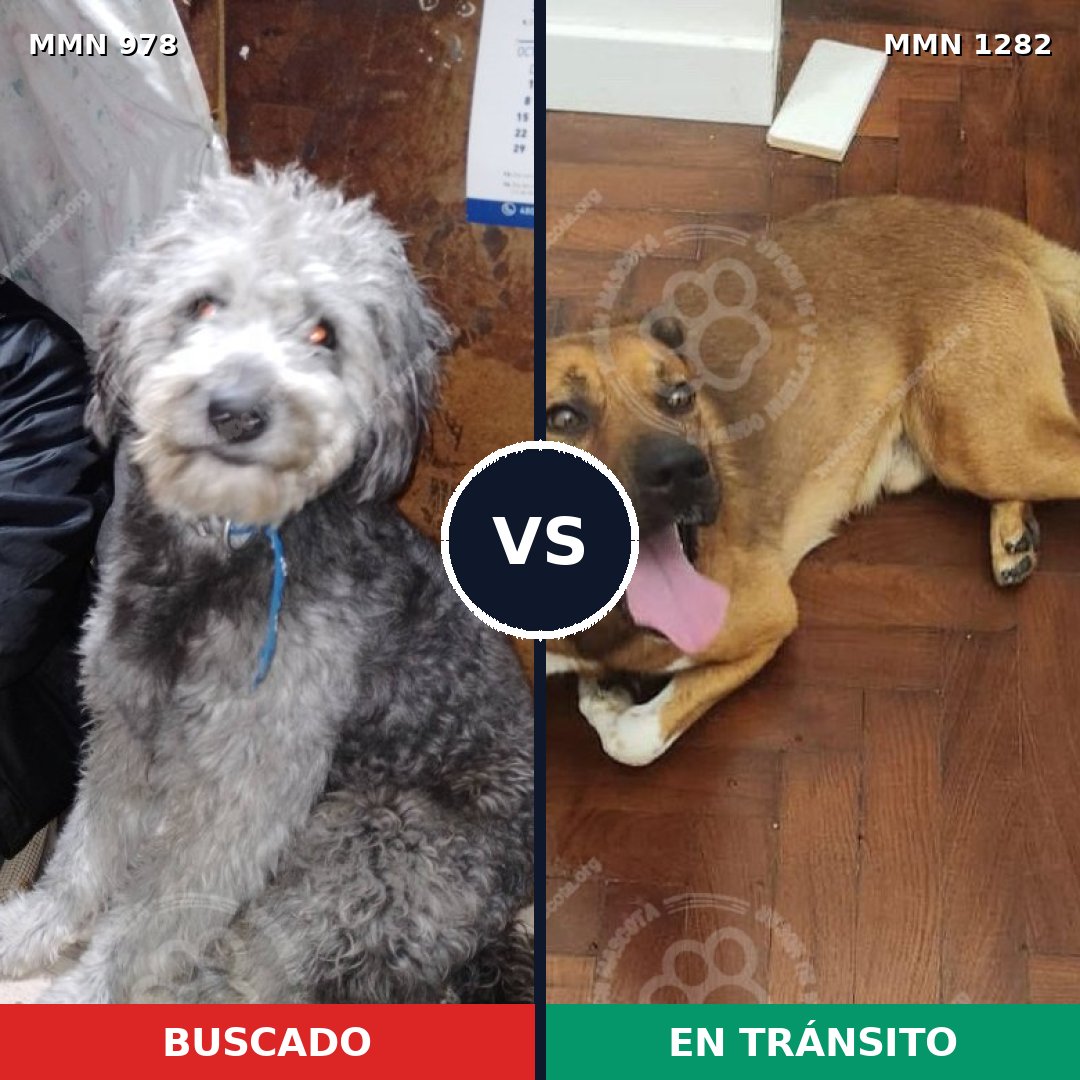 Comparativa MMS 21307: mascota perdida y mascota encontrada, 52% de similitud