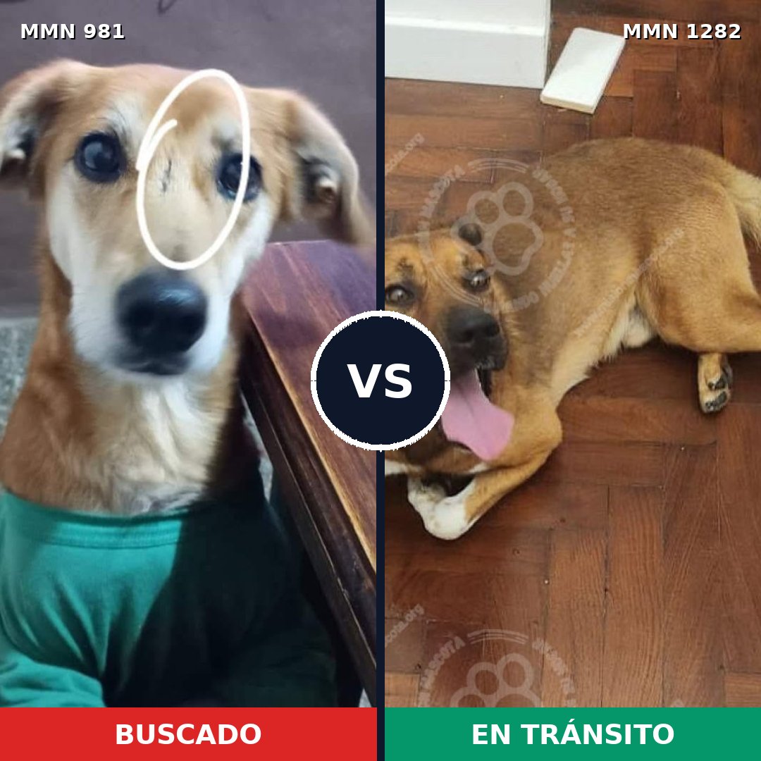Comparativa MMS 21308: mascota perdida y mascota encontrada, 89% de similitud