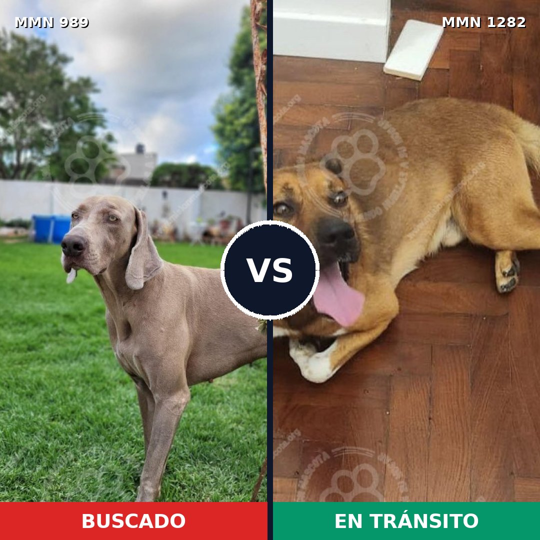 Comparativa MMS 21309: mascota perdida y mascota encontrada, 41% de similitud