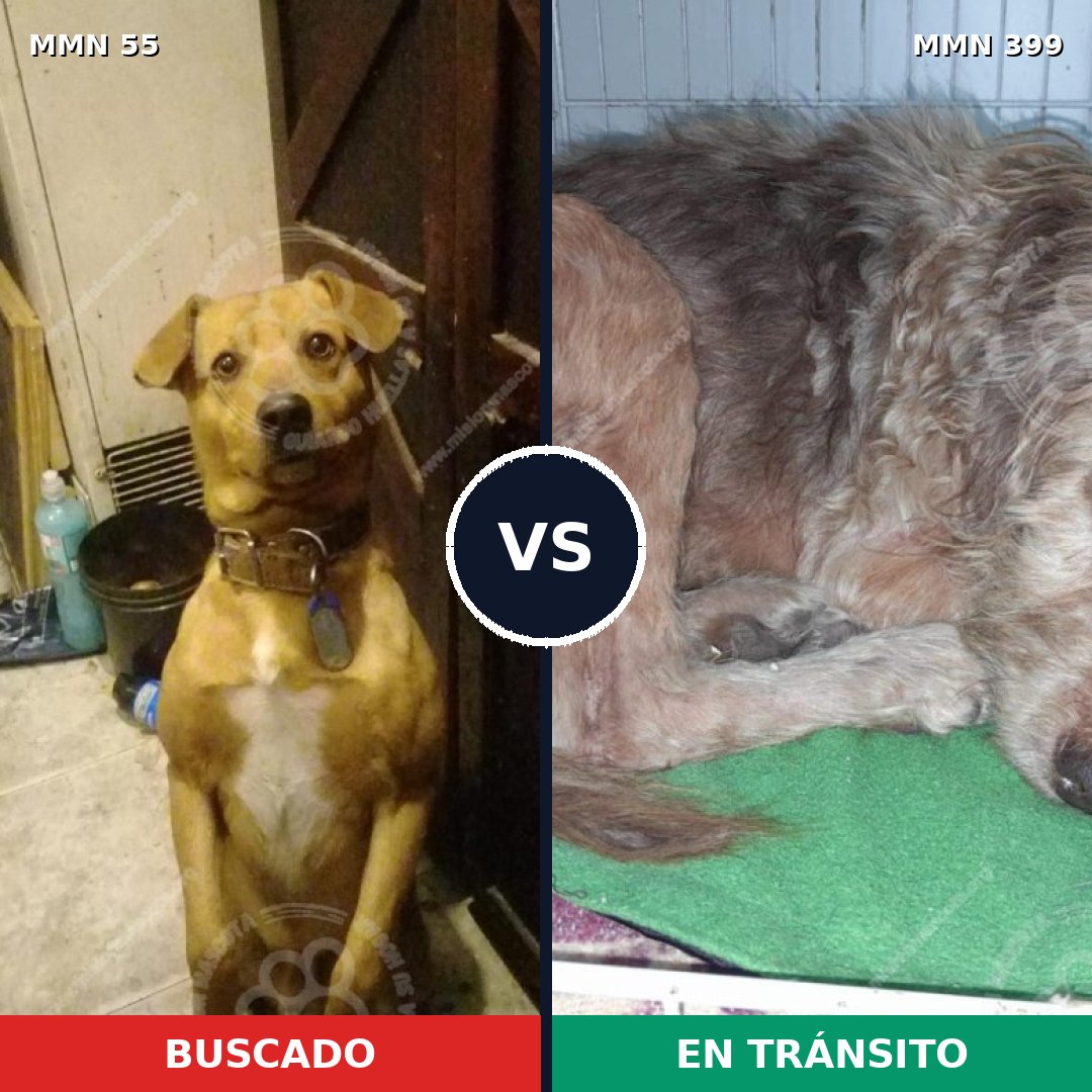 Comparativa MMS 2131: mascota perdida y mascota encontrada, 73% de similitud