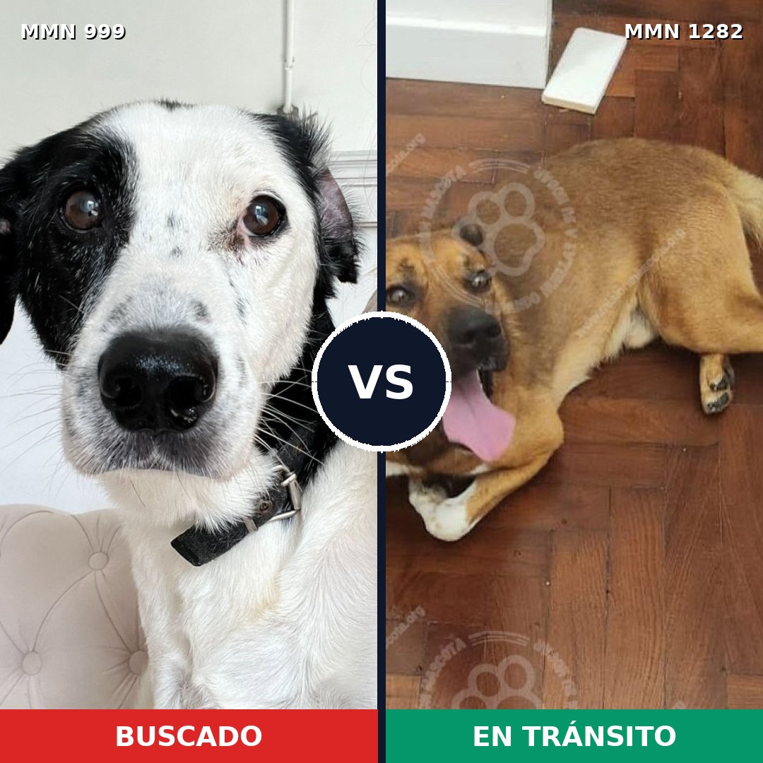 Comparativa MMS 21310: mascota perdida y mascota encontrada, 50% de similitud