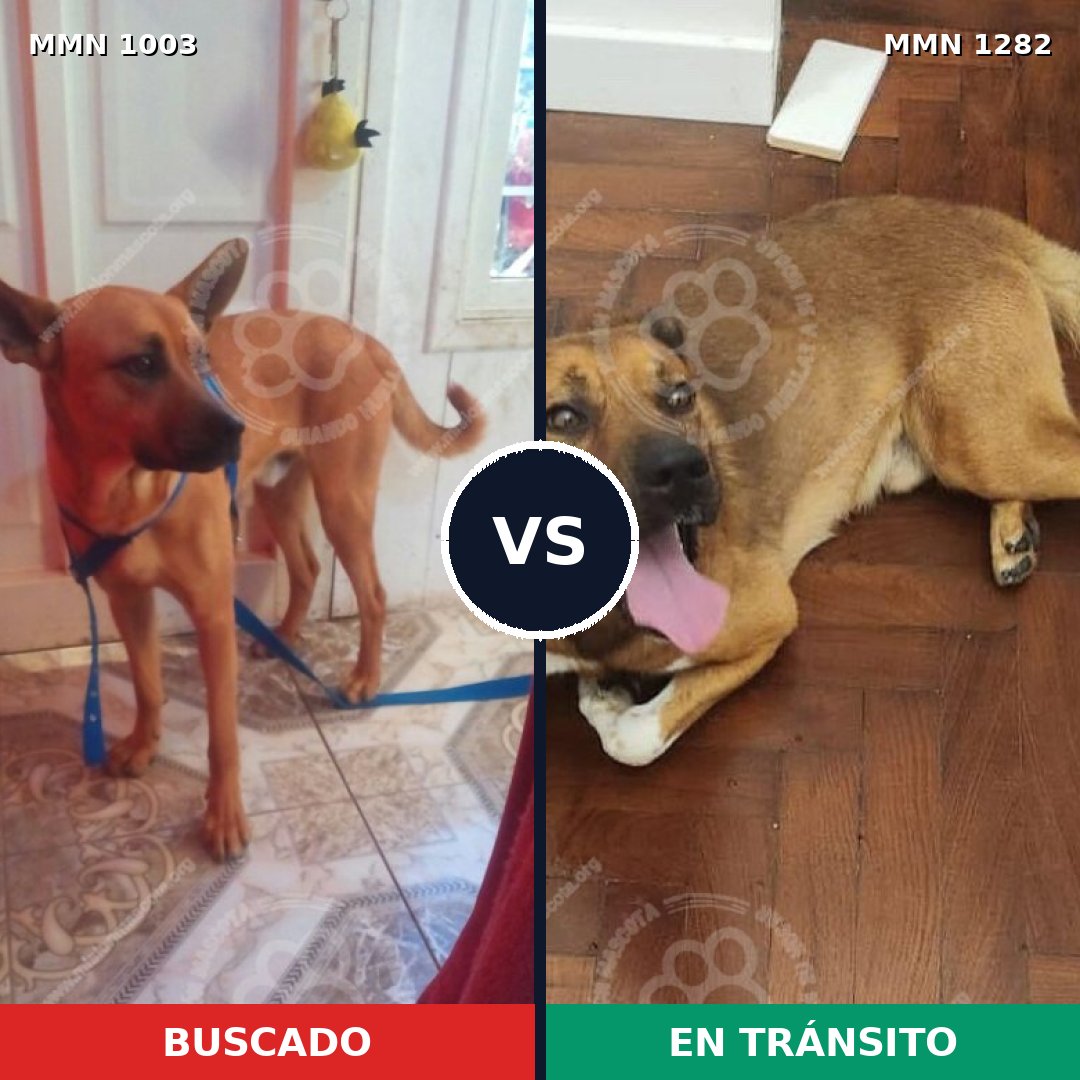 Comparativa MMS 21311: mascota perdida y mascota encontrada, 43% de similitud