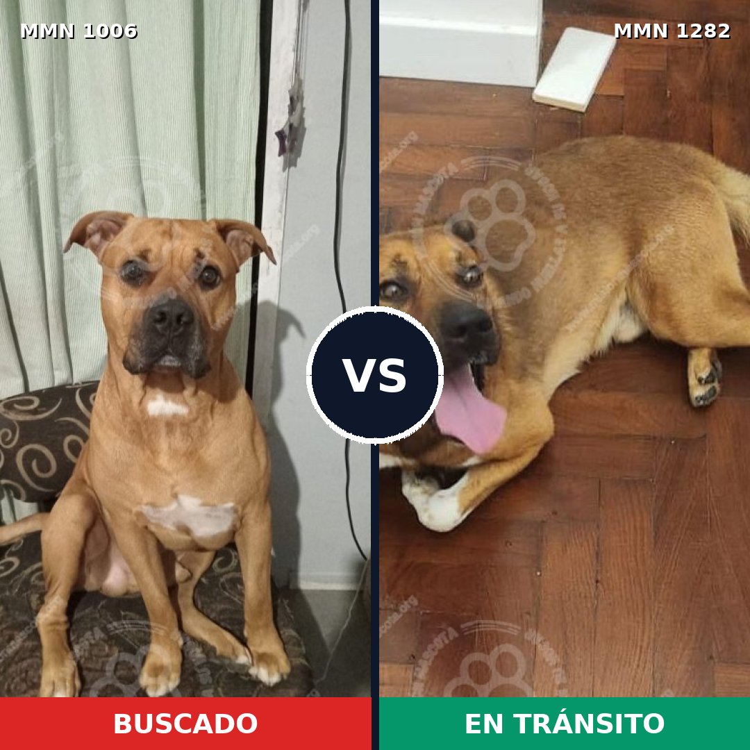 Comparativa MMS 21312: mascota perdida y mascota encontrada, 81% de similitud