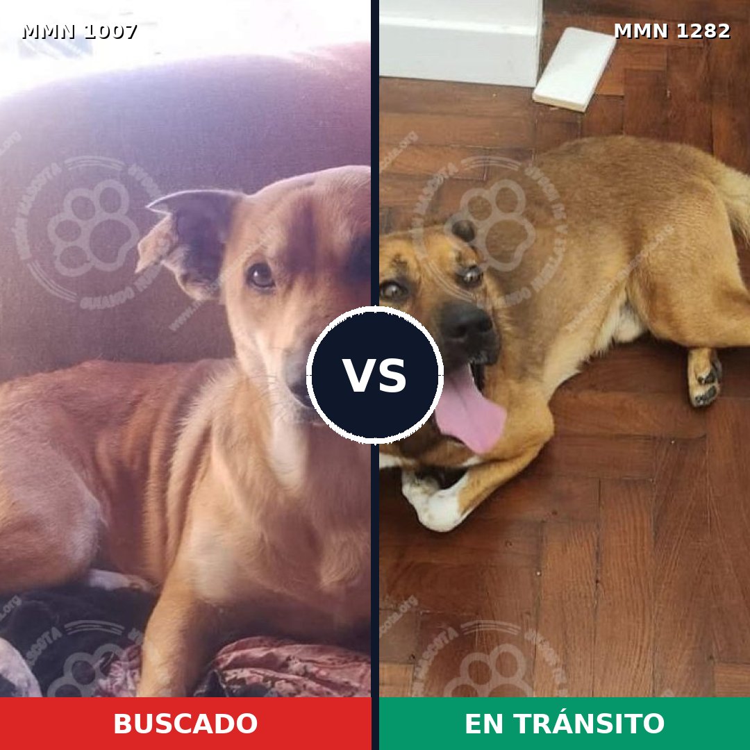 Comparativa MMS 21313: mascota perdida y mascota encontrada, 82% de similitud