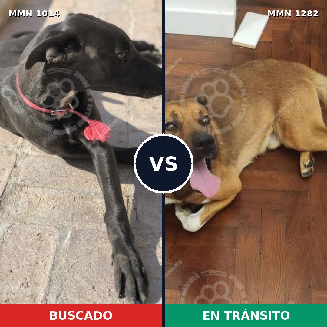 Comparativa MMS 21314: mascota perdida y mascota encontrada, 39% de similitud