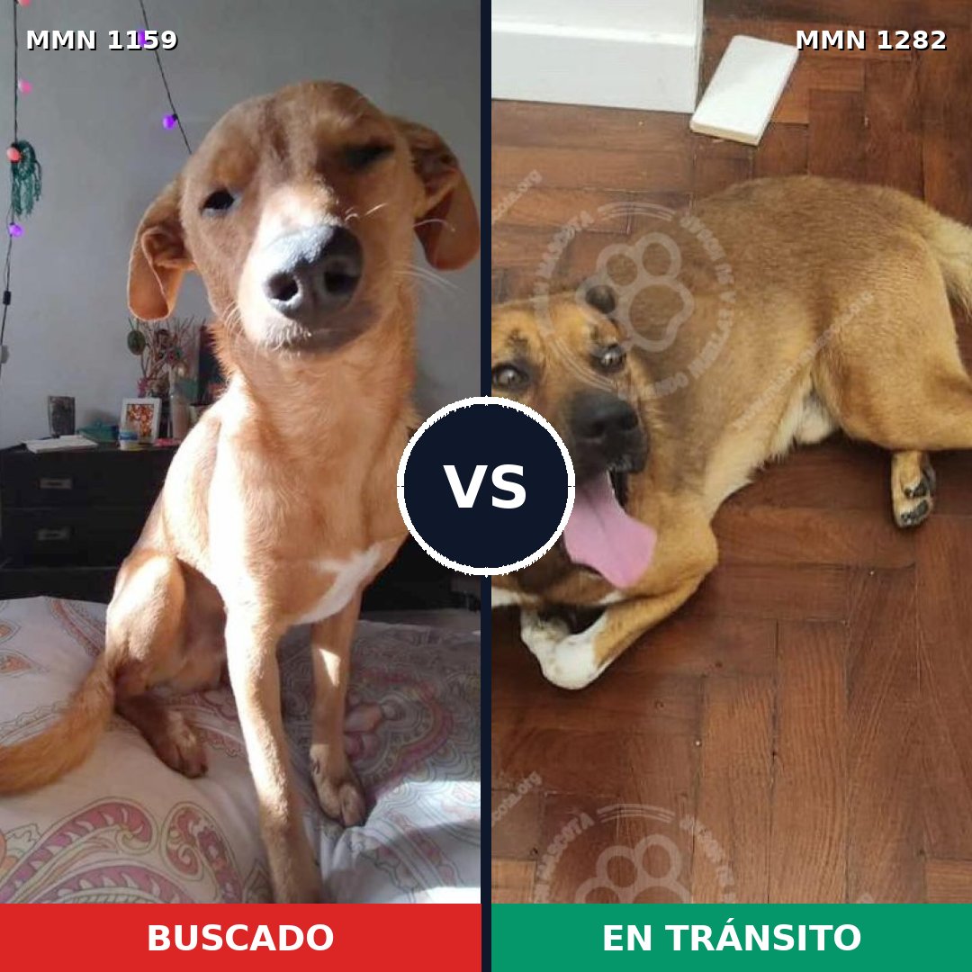 Comparativa MMS 21316: mascota perdida y mascota encontrada, 76% de similitud
