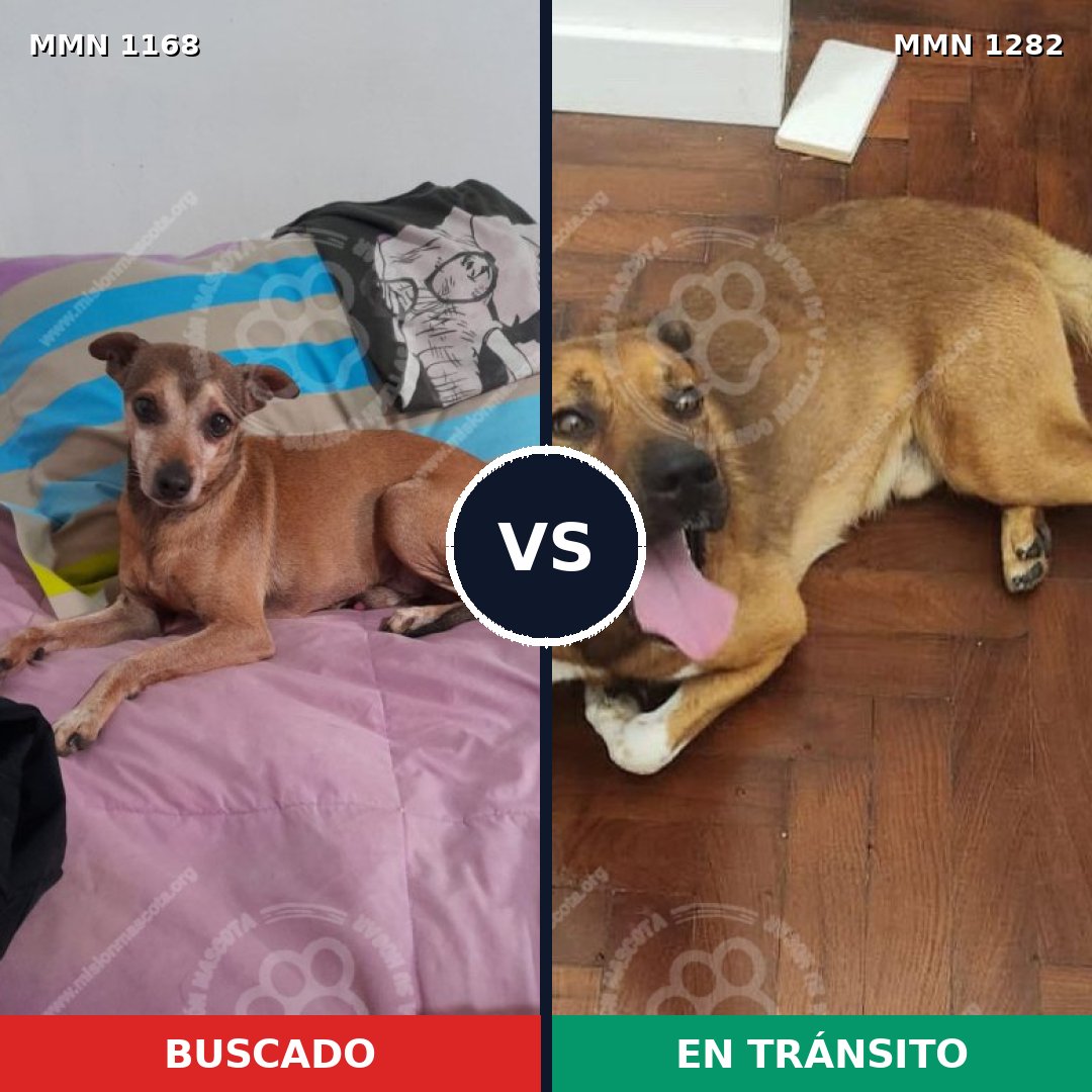 Comparativa MMS 21317: mascota perdida y mascota encontrada, 51% de similitud