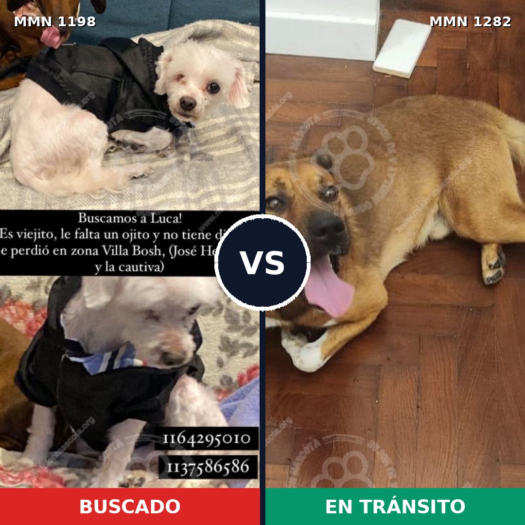 Comparativa MMS 21318: mascota perdida y mascota encontrada, 49% de similitud