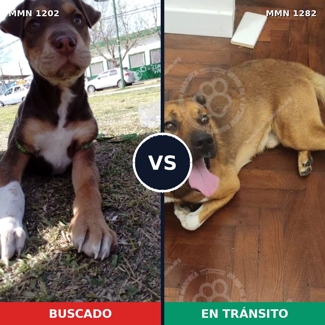 Comparativa MMS 21319: mascota perdida y mascota encontrada, 48% de similitud