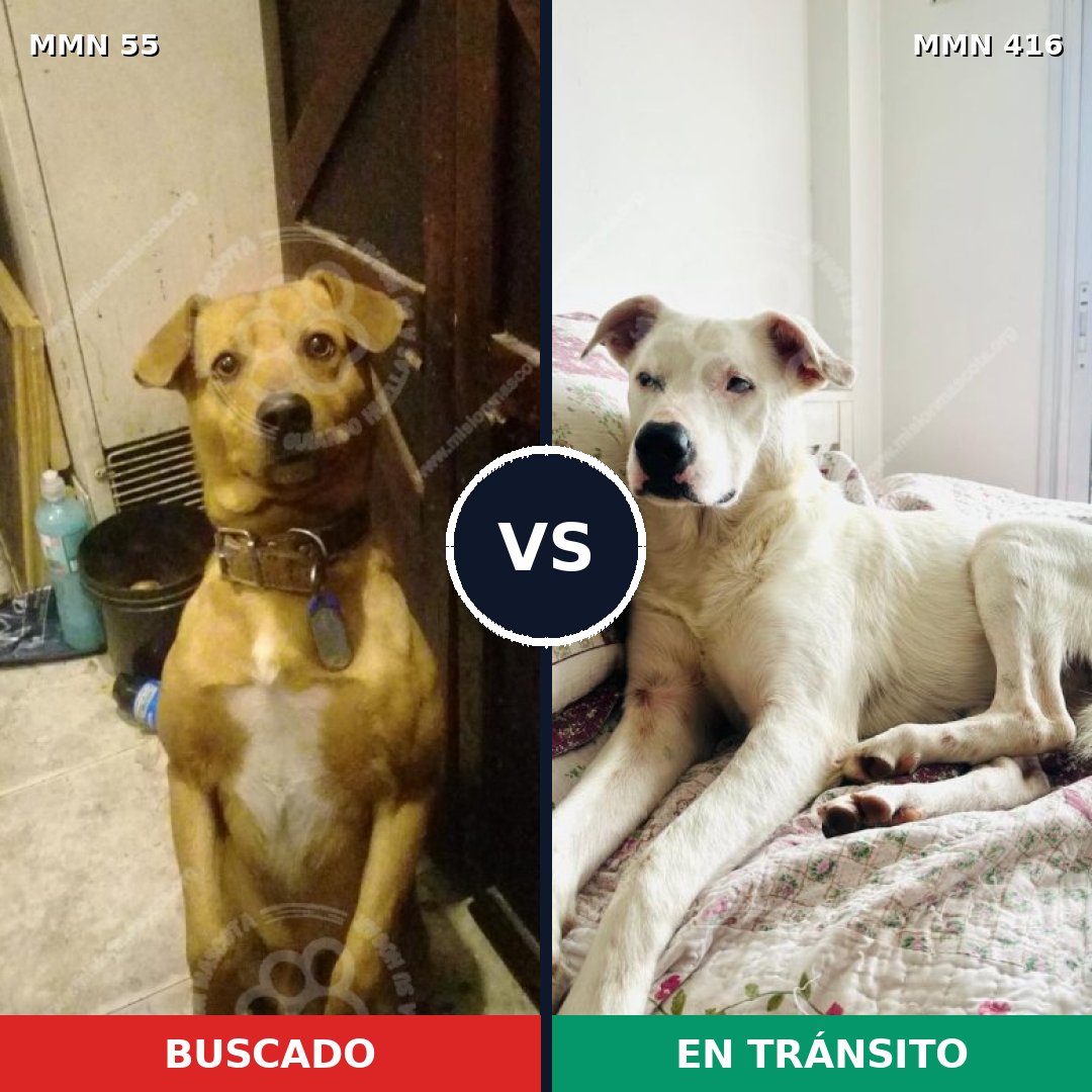 Comparativa MMS 2132: mascota perdida y mascota encontrada, 68% de similitud