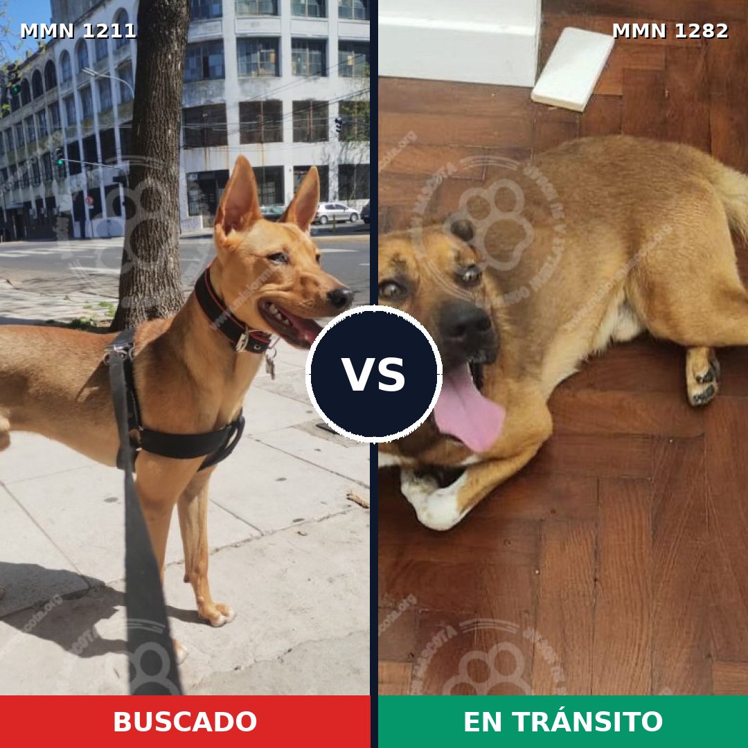 Comparativa MMS 21320: mascota perdida y mascota encontrada, 84% de similitud