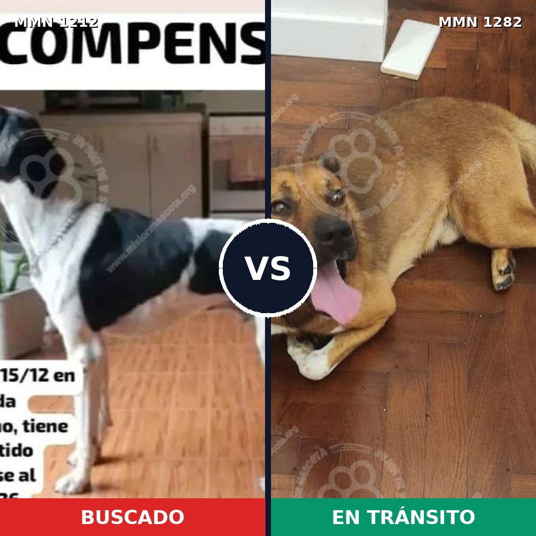 Comparativa MMS 21321: mascota perdida y mascota encontrada, 42% de similitud