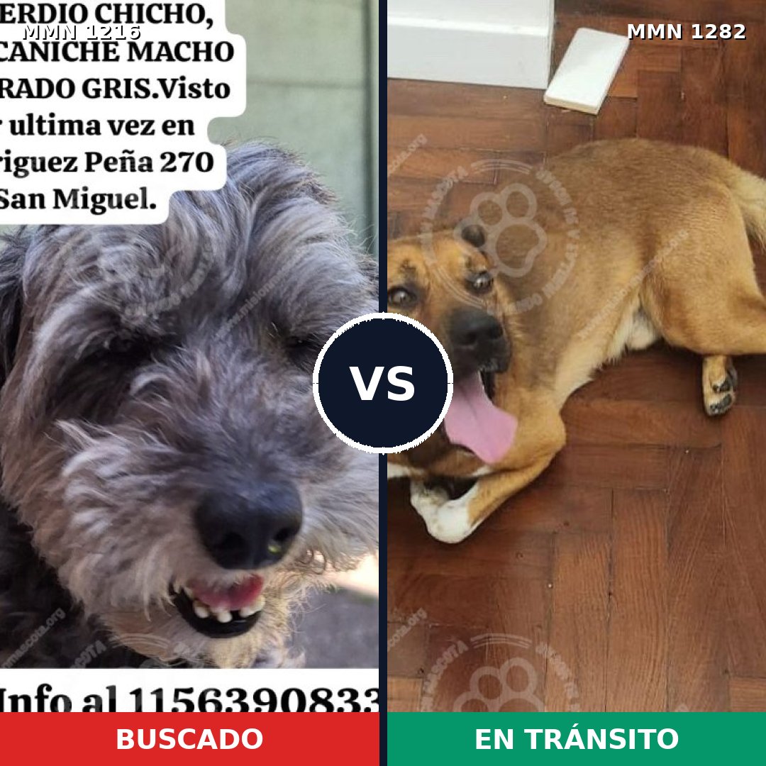 Comparativa MMS 21322: mascota perdida y mascota encontrada, 55% de similitud