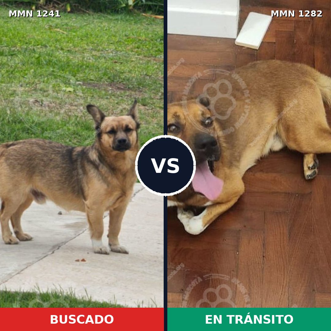 Comparativa MMS 21323: mascota perdida y mascota encontrada, 79% de similitud