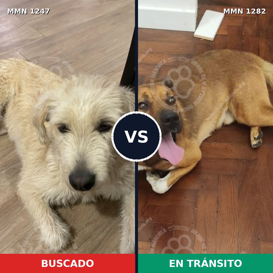 Comparativa MMS 21324: mascota perdida y mascota encontrada, 82% de similitud