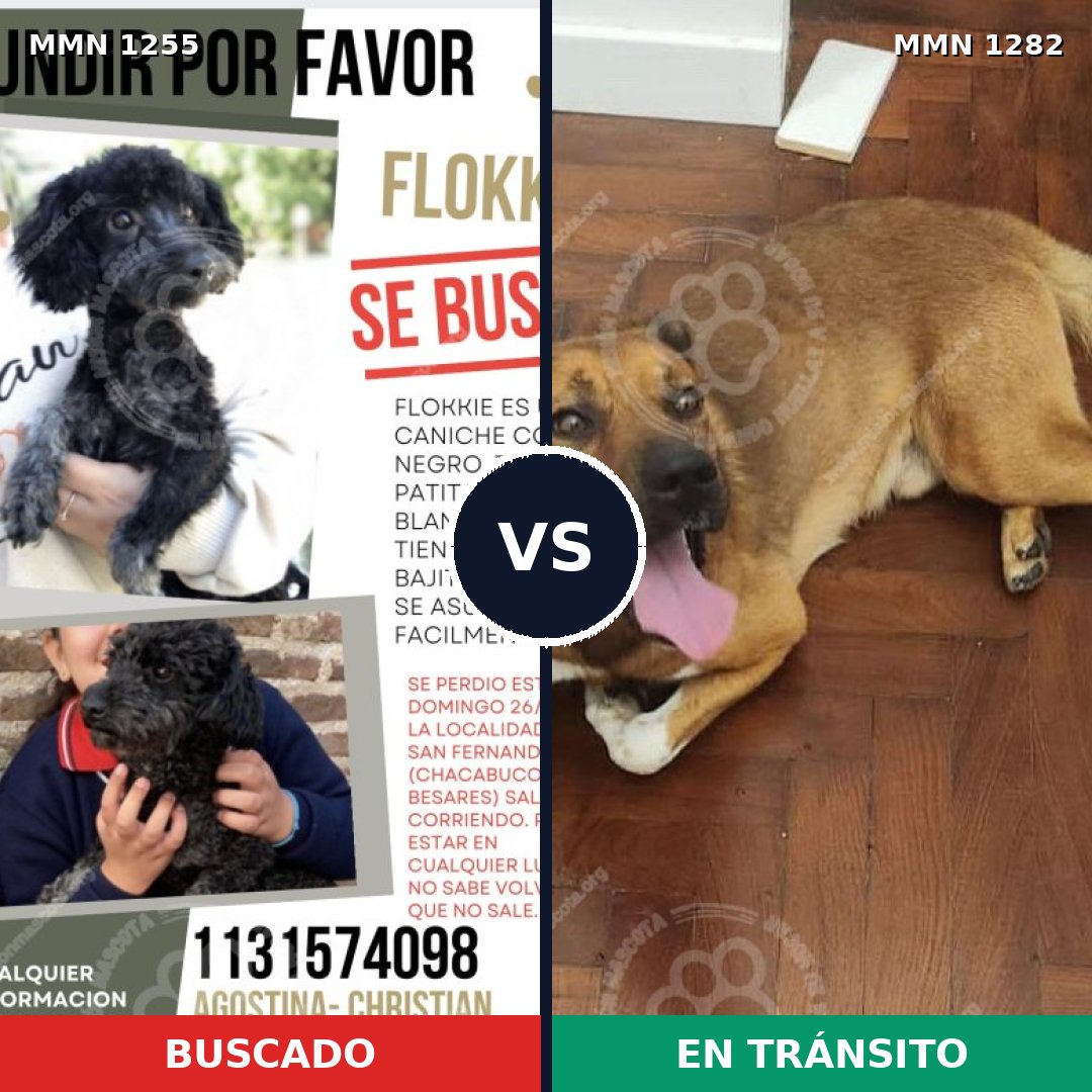 Comparativa MMS 21325: mascota perdida y mascota encontrada, 37% de similitud