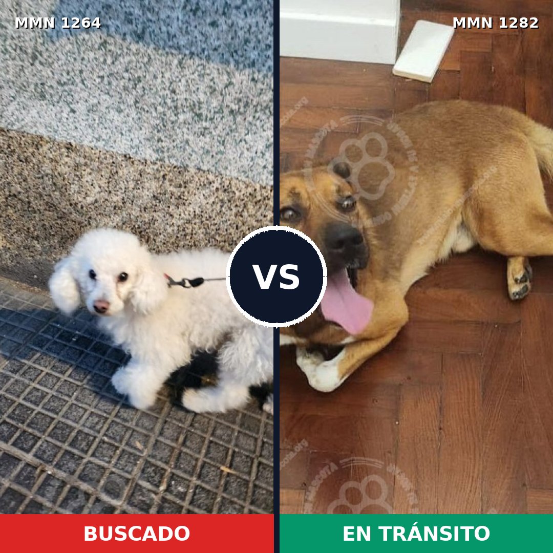 Comparativa MMS 21327: mascota perdida y mascota encontrada, 49% de similitud