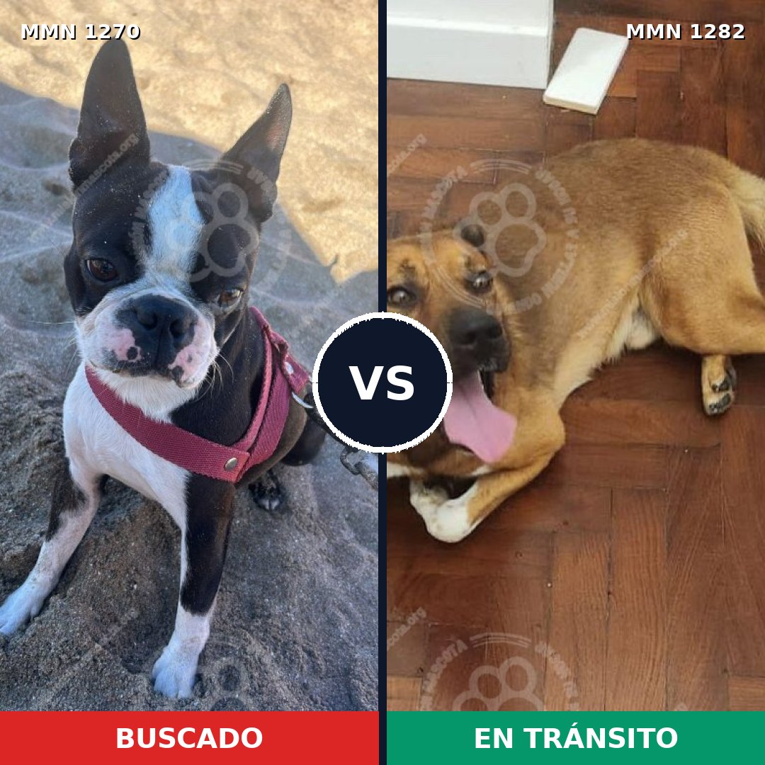Comparativa MMS 21328: mascota perdida y mascota encontrada, 47% de similitud