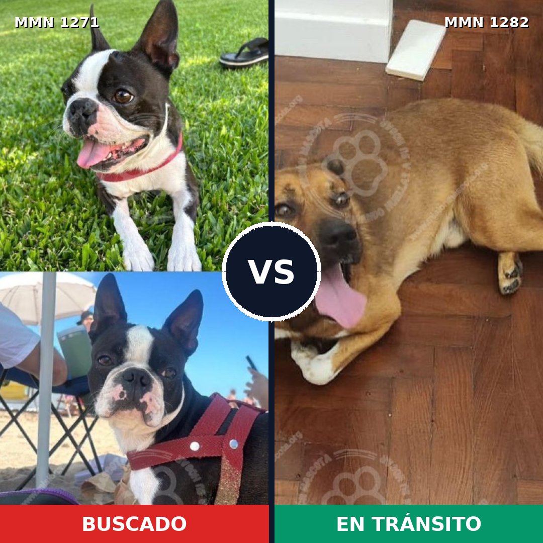 Comparativa MMS 21329: mascota perdida y mascota encontrada, 47% de similitud