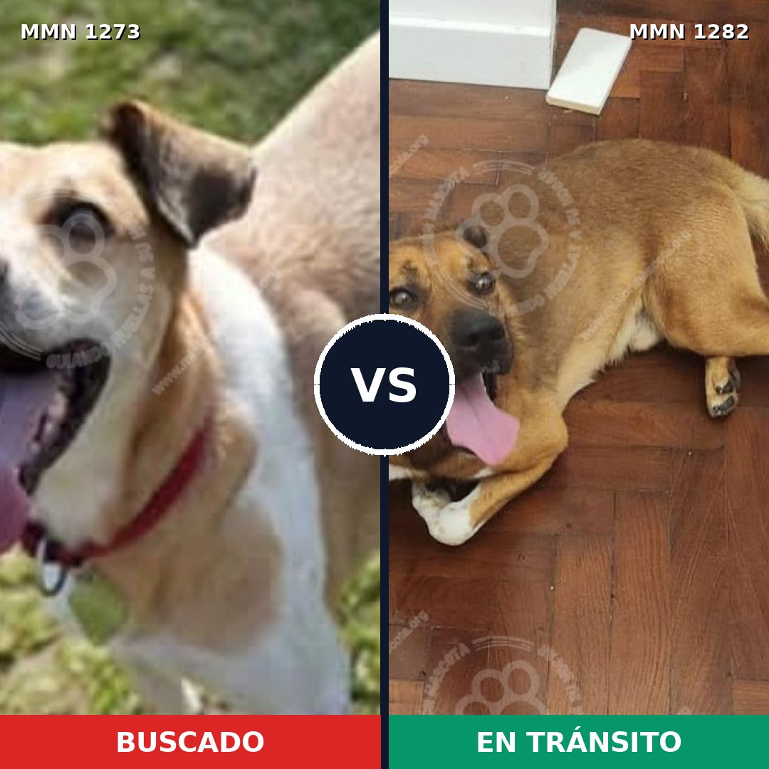 Comparativa MMS 21331: mascota perdida y mascota encontrada, 68% de similitud
