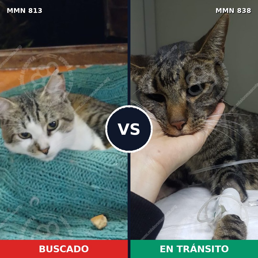 Comparativa MMS 21332: mascota perdida y mascota encontrada, 65% de similitud