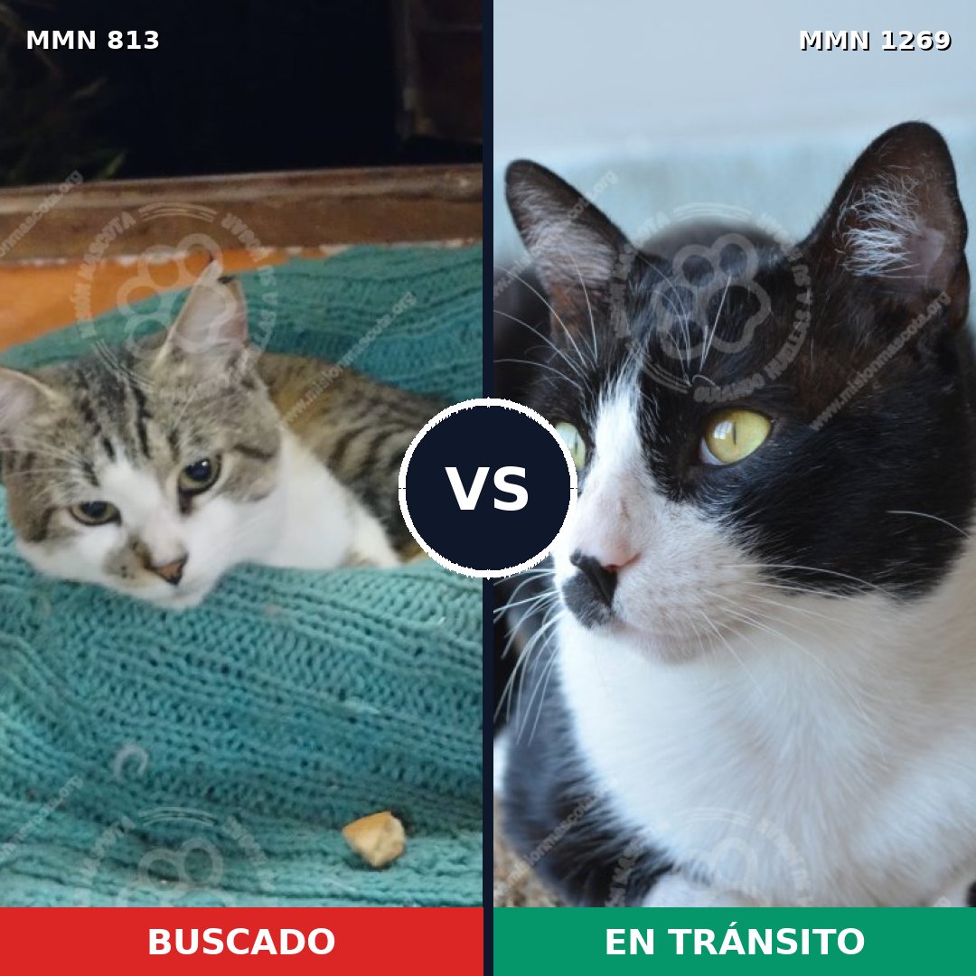 Comparativa MMS 21333: mascota perdida y mascota encontrada, 57% de similitud