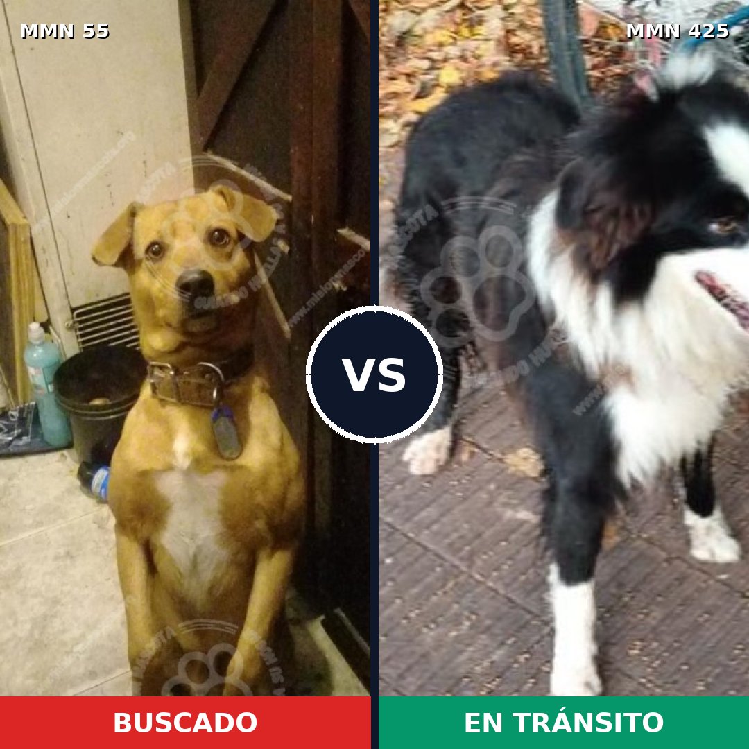 Comparativa MMS 2134: mascota perdida y mascota encontrada, 66% de similitud