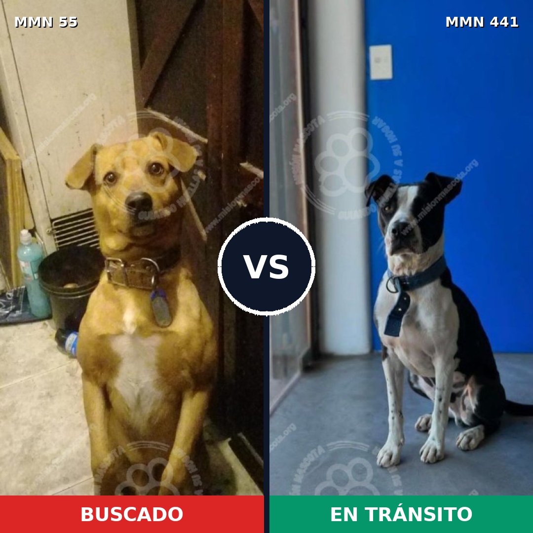 Comparativa MMS 2135: mascota perdida y mascota encontrada, 67% de similitud